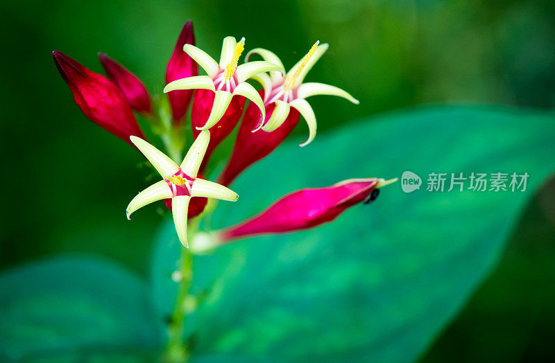 鲜艳的印度粉- Spigelia Marilandica